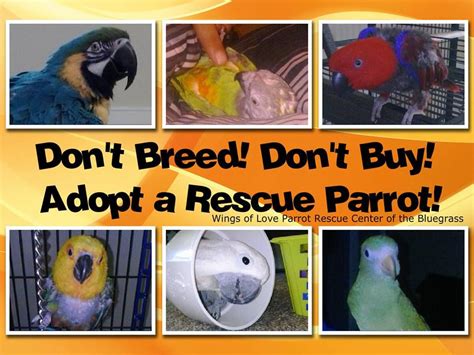 Search for birds for adoption at shelters. . Pigeon rescue near me